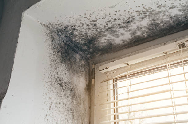 Affordable Mold Inspection And Testing solutions in Balfour, NC